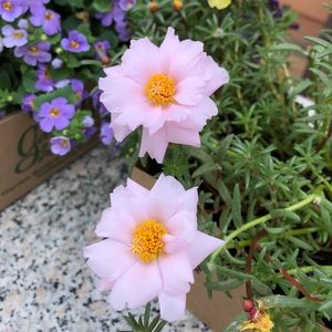 Meet your Posher, Josephine